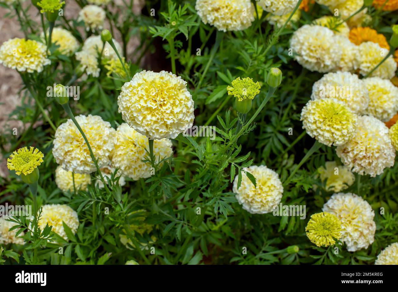 large group of  blooming white marigold flowers. Stock Photo