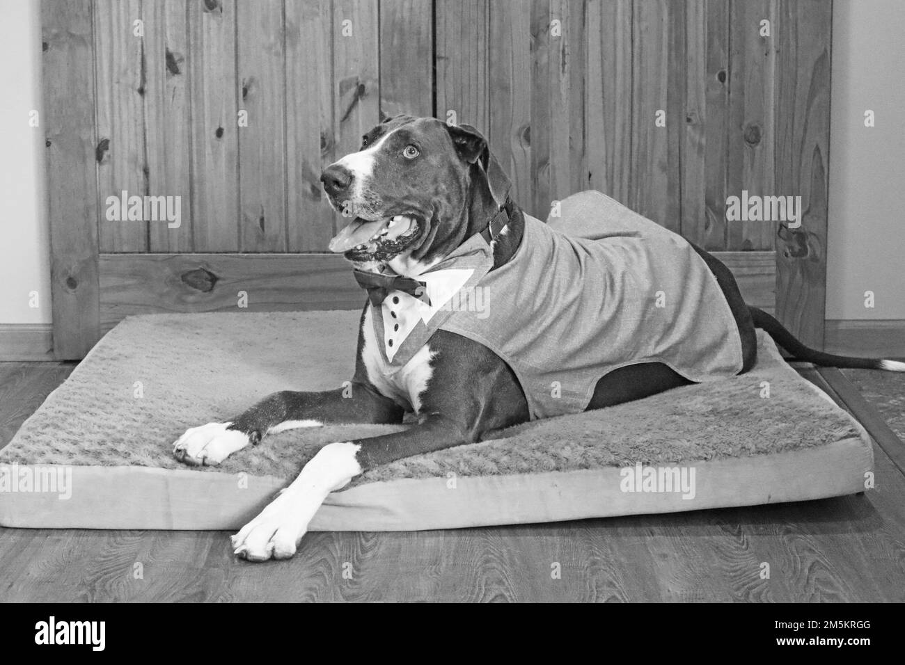 A Great Dane Dog laying on the blanket, grayscale Stock Photo Alamy