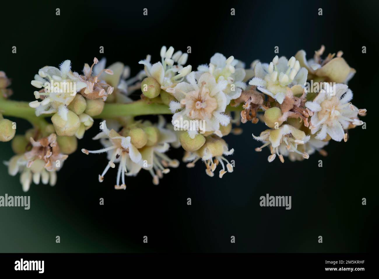 macro shot of blooming Dimocarpus longan fruit plant. Stock Photo