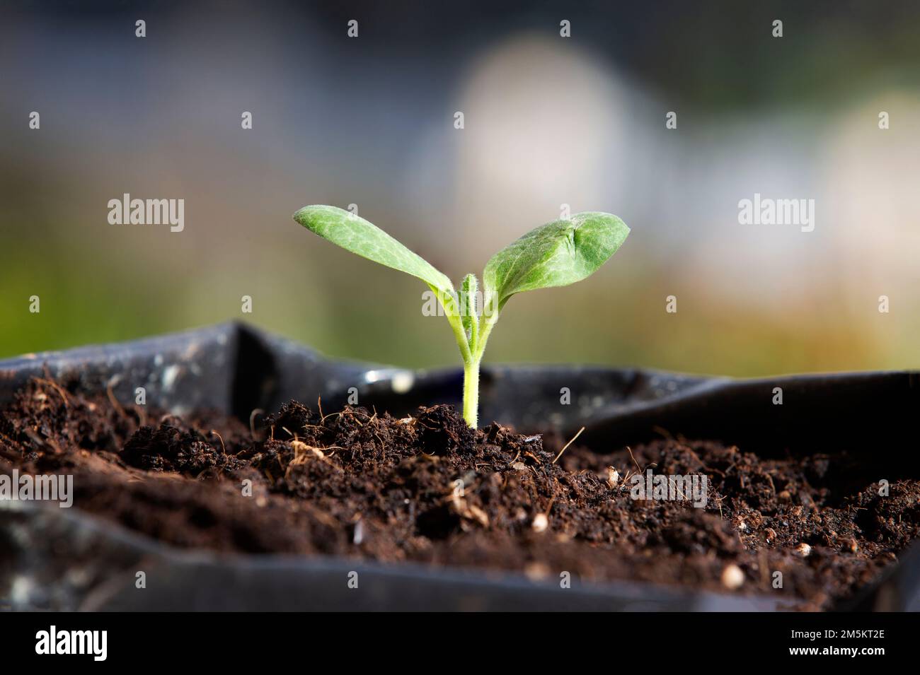 sprouting young plant of yellow squash in the garden Stock Photo