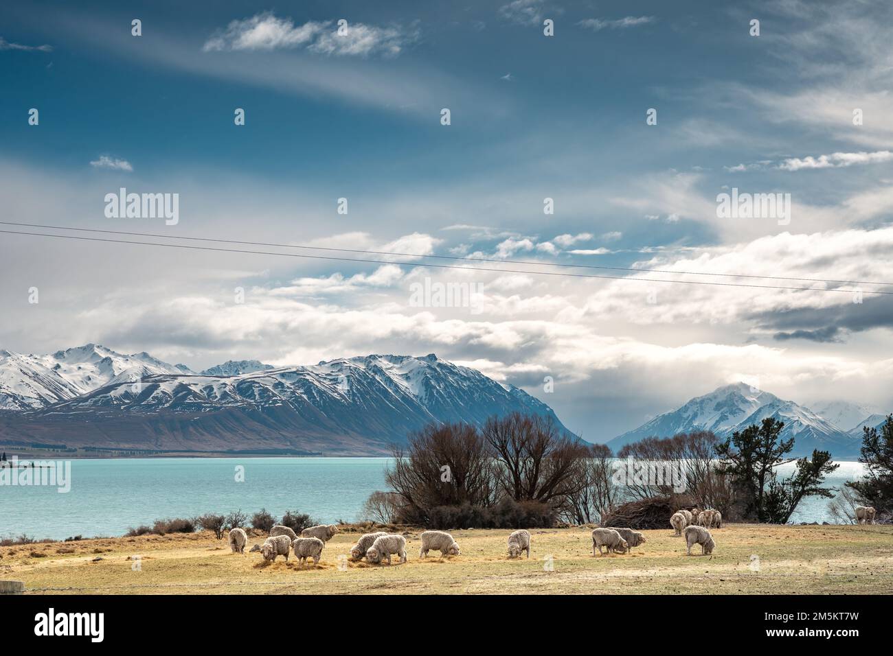 Scenic view of Lake Tekapo east bank. Beautiful view driving along the ...