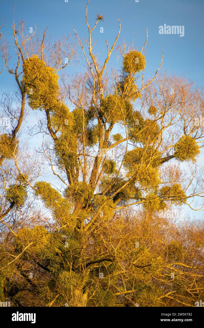 Tree with a lot of mistletoe Sunshine and blue sky Stock Photo