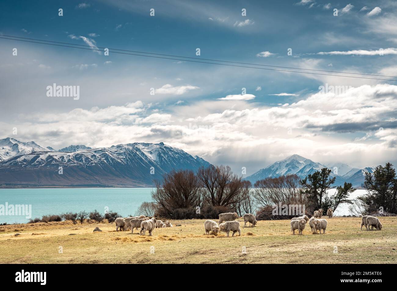 Scenic view of Lake Tekapo east bank. Beautiful view driving along the ...