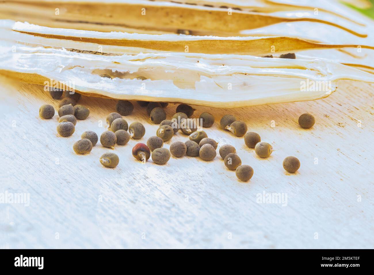 scattered Matured and dried okra seeds pod Stock Photo