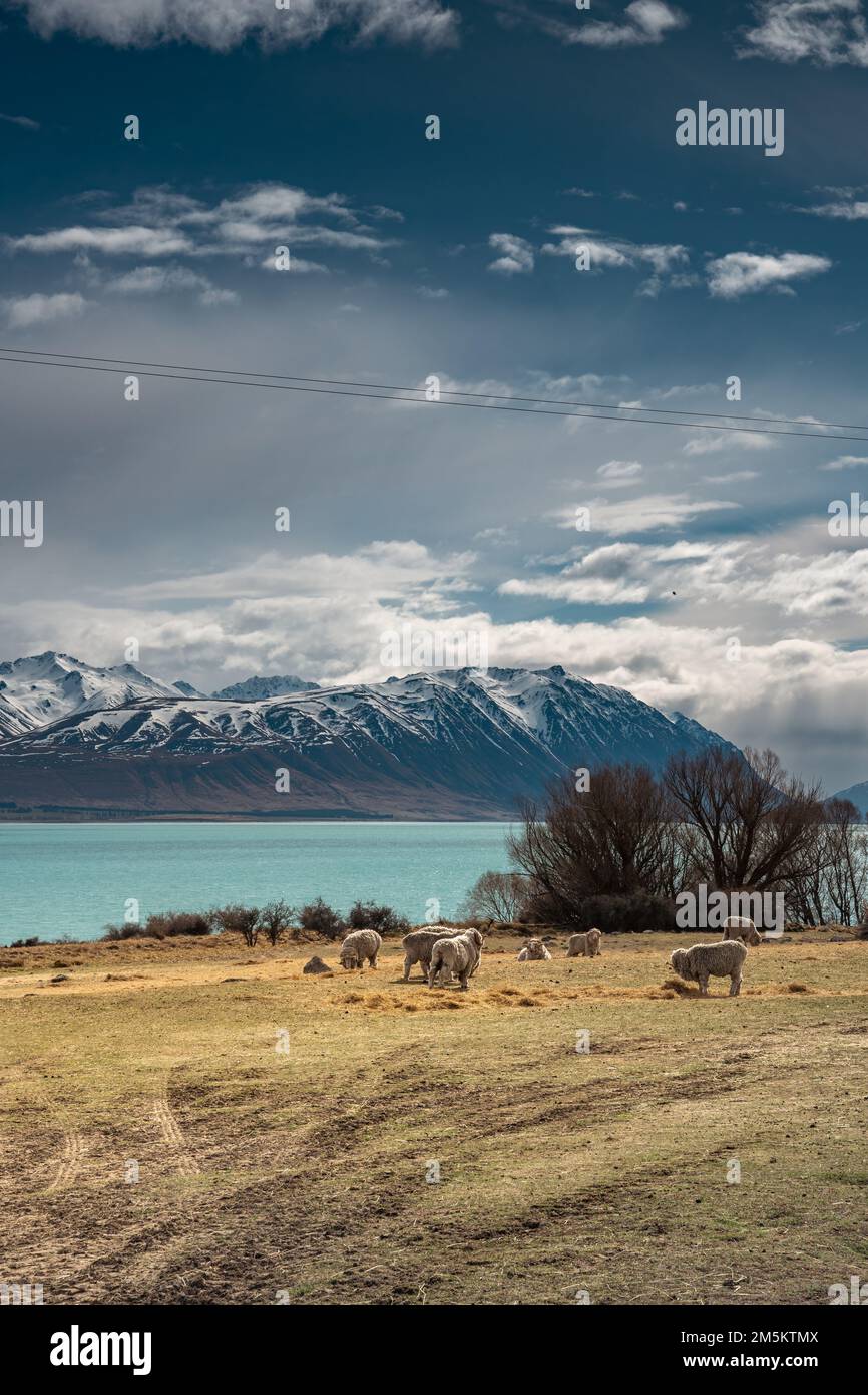 Scenic view of Lake Tekapo east bank. Beautiful view driving along the ...
