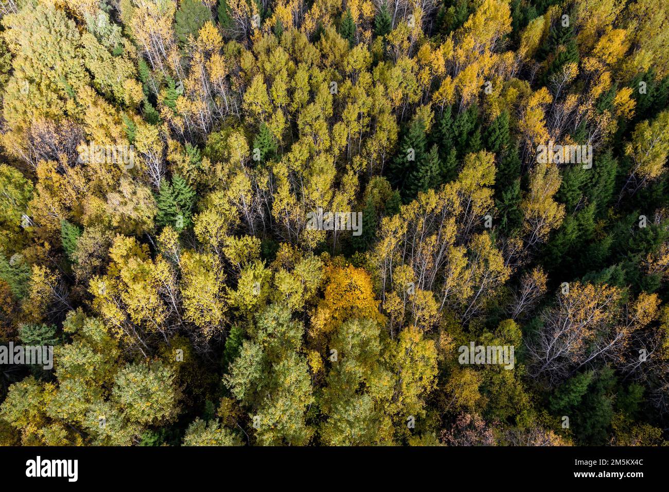 Flight over autumn forest crowns hi-res stock photography and images ...