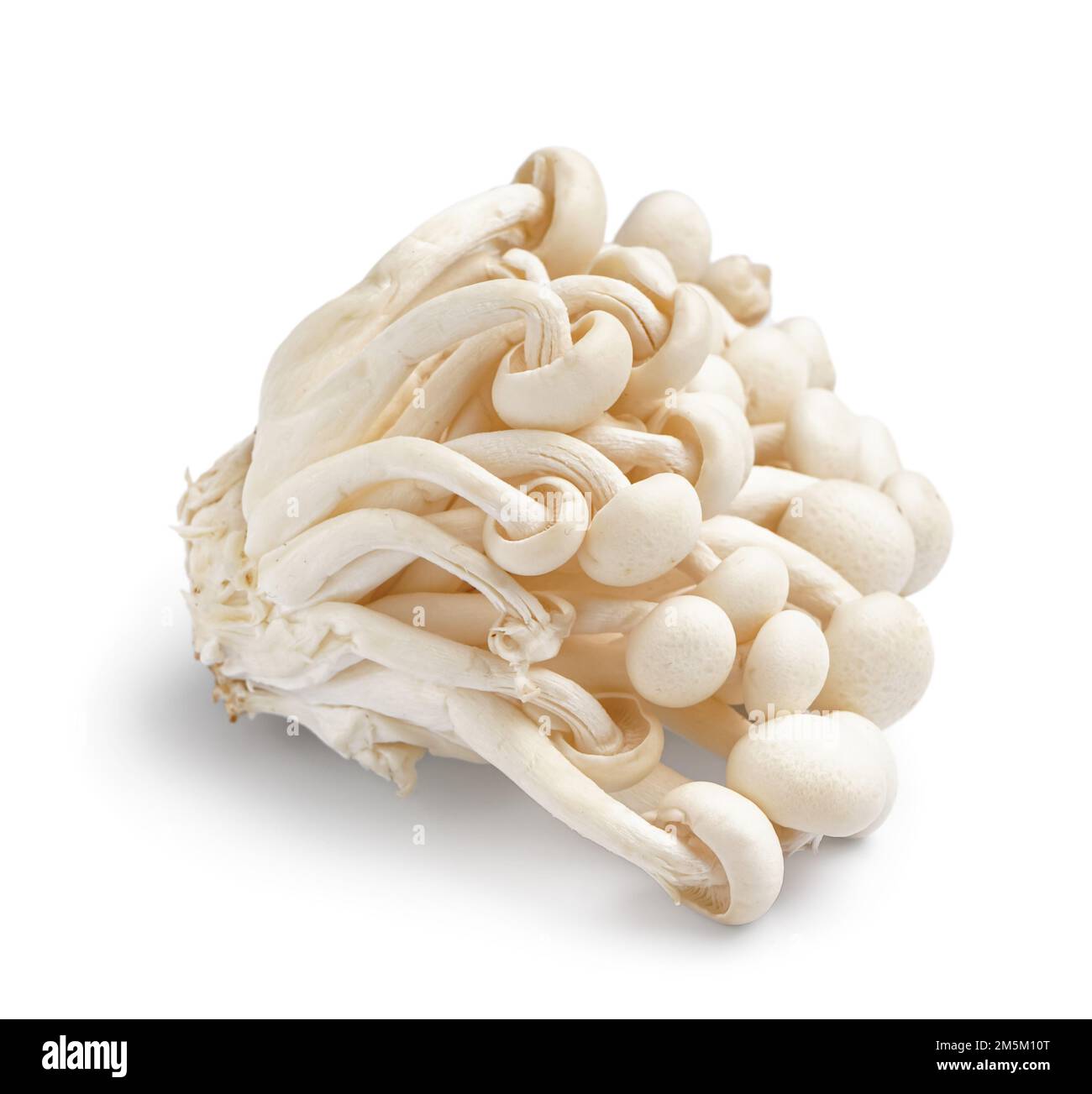 Bunch of fresh enoki mushrooms on white background Stock Photo - Alamy
