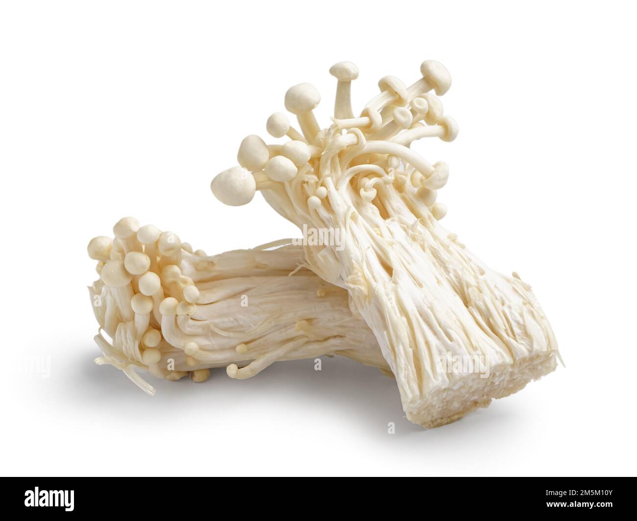 Fresh enoki mushrooms isolated on white background Stock Photo - Alamy