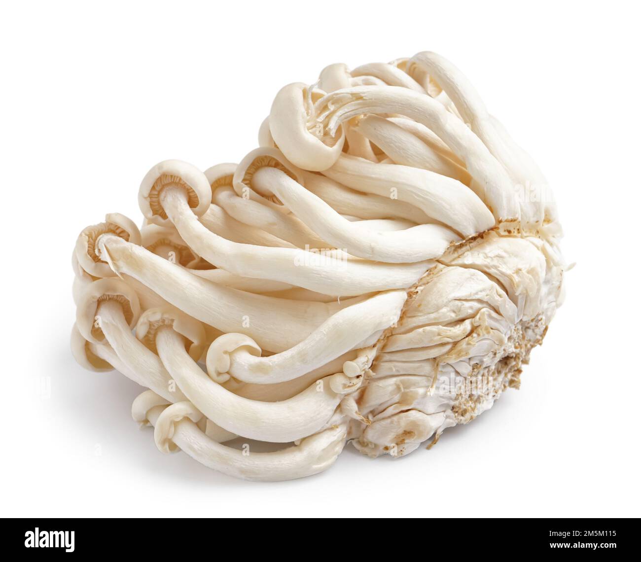 Bunch of fresh enoki mushrooms on white background Stock Photo - Alamy