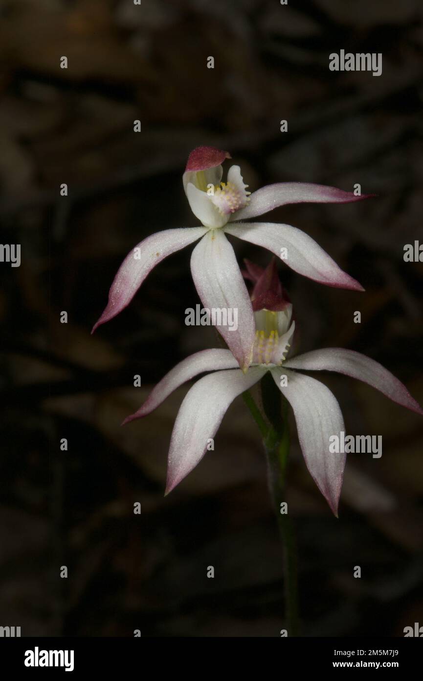 I first thought these were White Finger Orchids (Caladenia Alba) - then I found a listing for Dusky Finger Orchids (Caladenia Fuscata). Confusing! Stock Photo