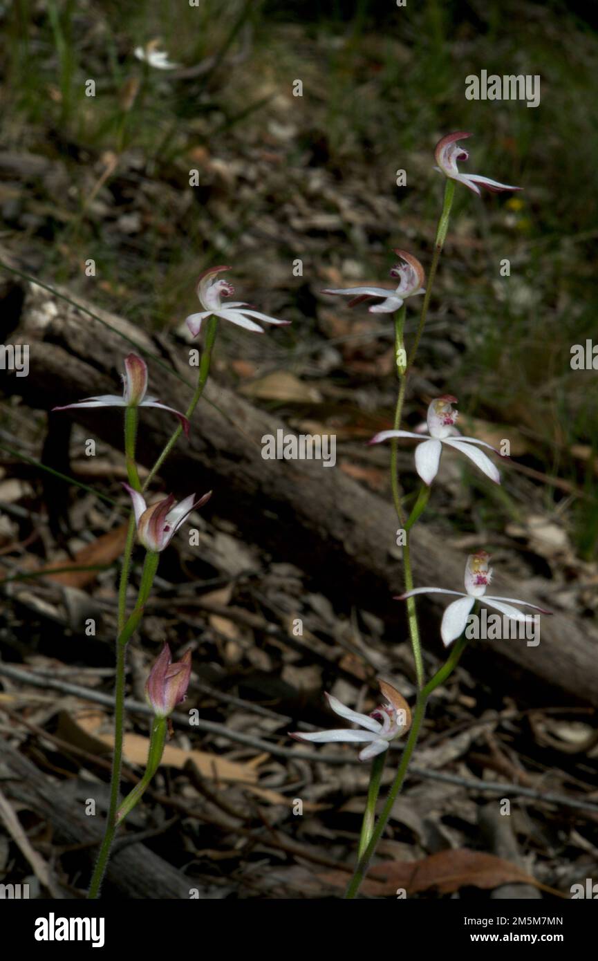I first thought these were White Finger Orchids (Caladenia Alba) - then I found a listing for Dusky Finger Orchids (Caladenia Fuscata). Confusing! Stock Photo