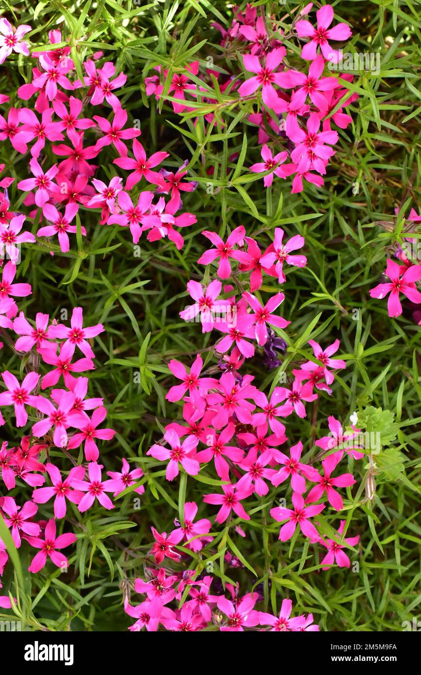 A vertical top view of Phlox subulata emerald pink flowers and their ...
