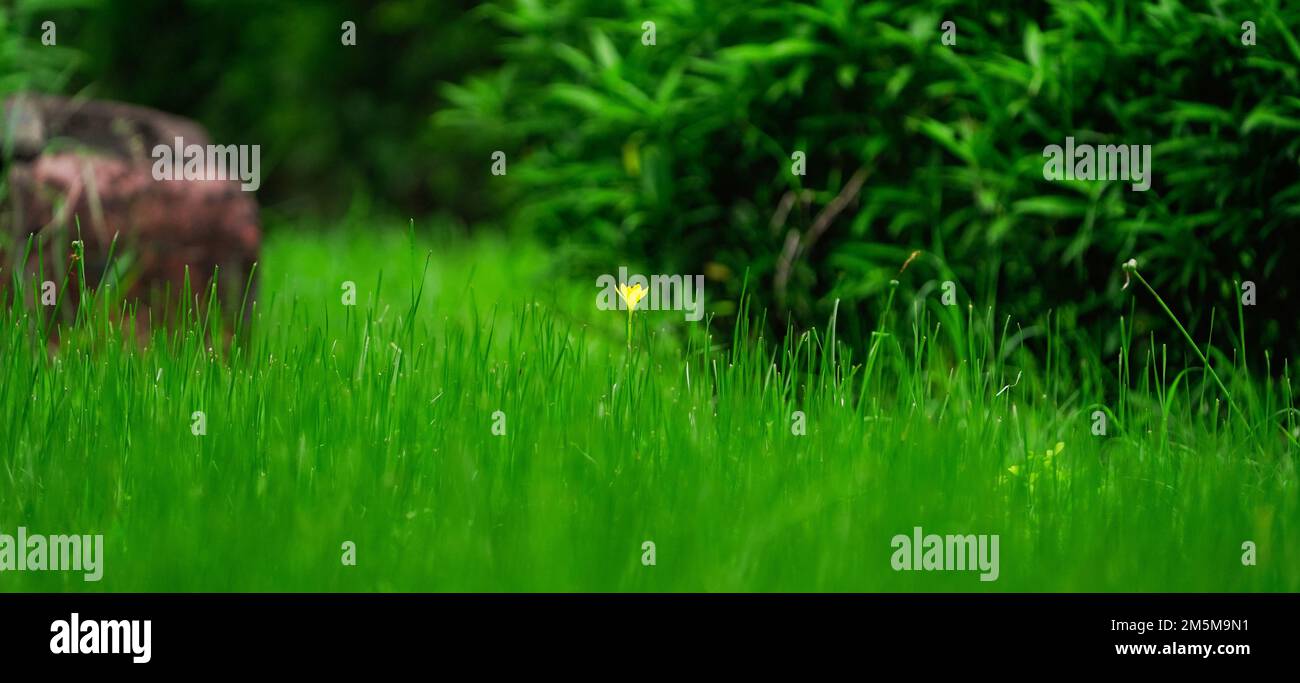 A yellow flower in Green grass Lawn ground background , yellow flower in nature with fresh grass with copyspace Stock Photo