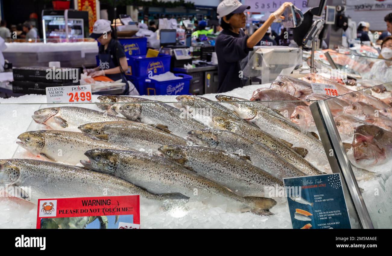 Display of Atlantic Salmon for sale in Sydney Fish Market, Sydney, New South Wales, Australia on