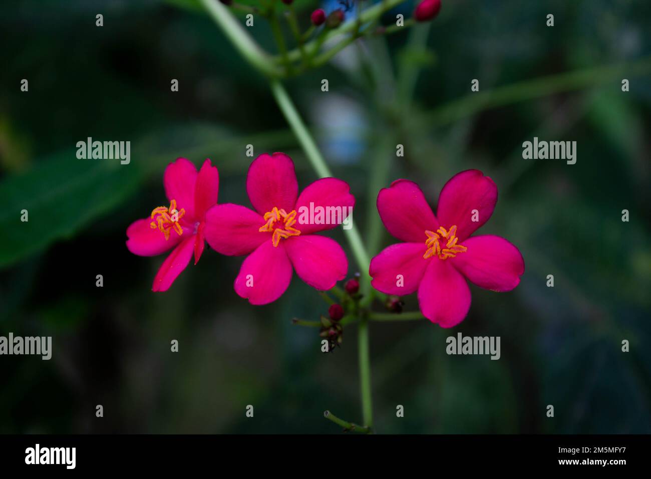 Red Peregrina flowers known as Spicy Jatropha bloom perfectly with blurred background Stock Photo