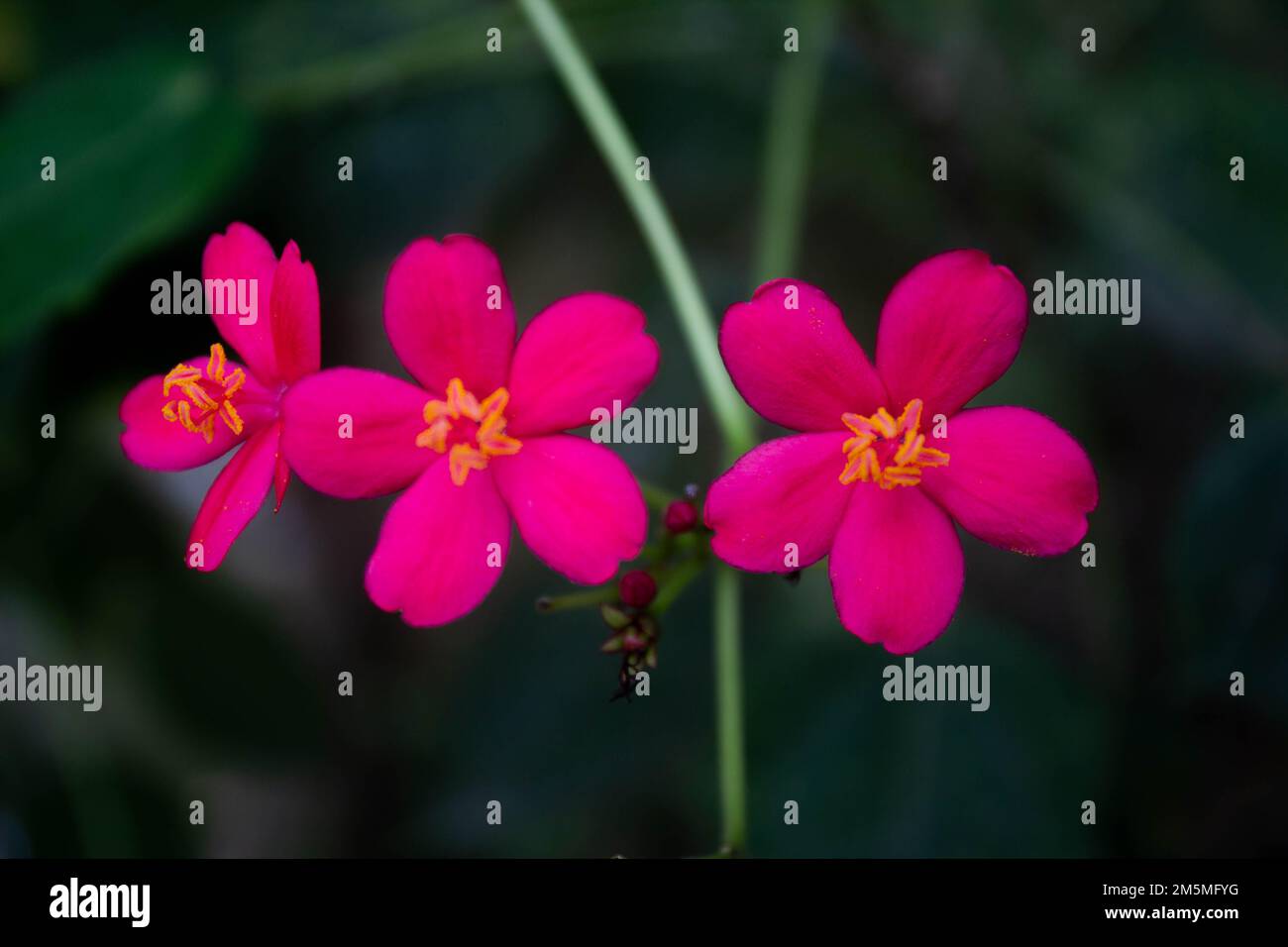 Red Peregrina flowers known as Spicy Jatropha bloom perfectly with blurred background Stock Photo