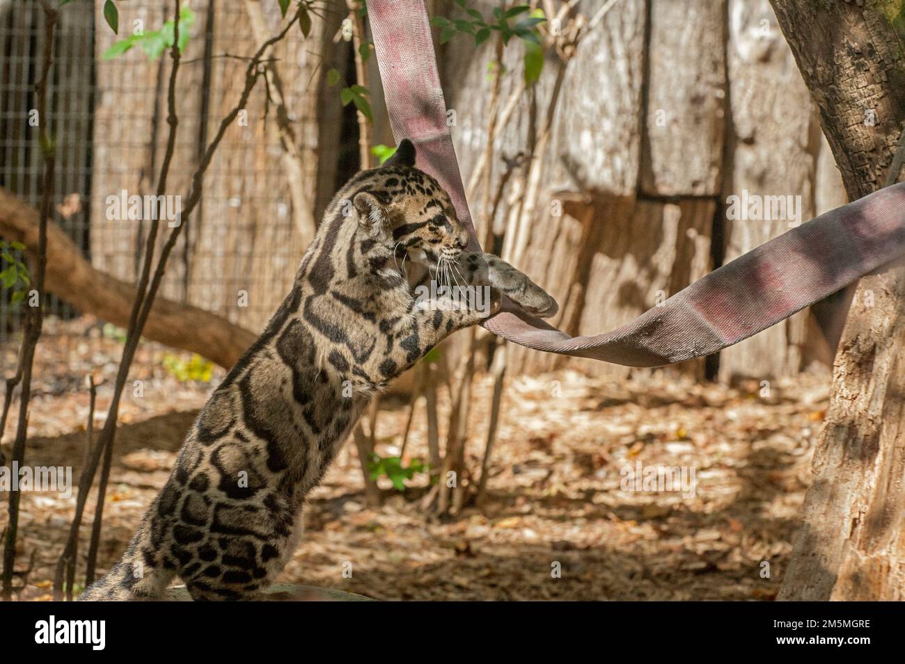 A clouded leopard (Neofelis nebulosa) cub at the Nashville, Tennessee Zoo, about four months old, plays with a piece of fire hose in its pen. Stock Photo