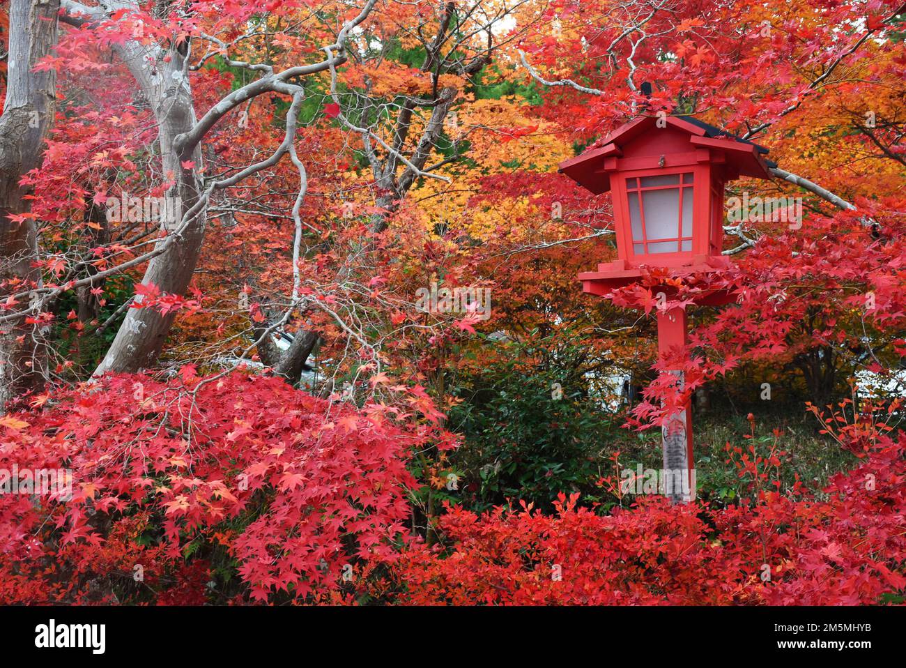 Autumn Foliage In Japan Colorful Japanese Maple Leaves During Momiji Season Around Kuwayama Shrine In Kyoto Red Wooden Lantern Stock Photo Alamy