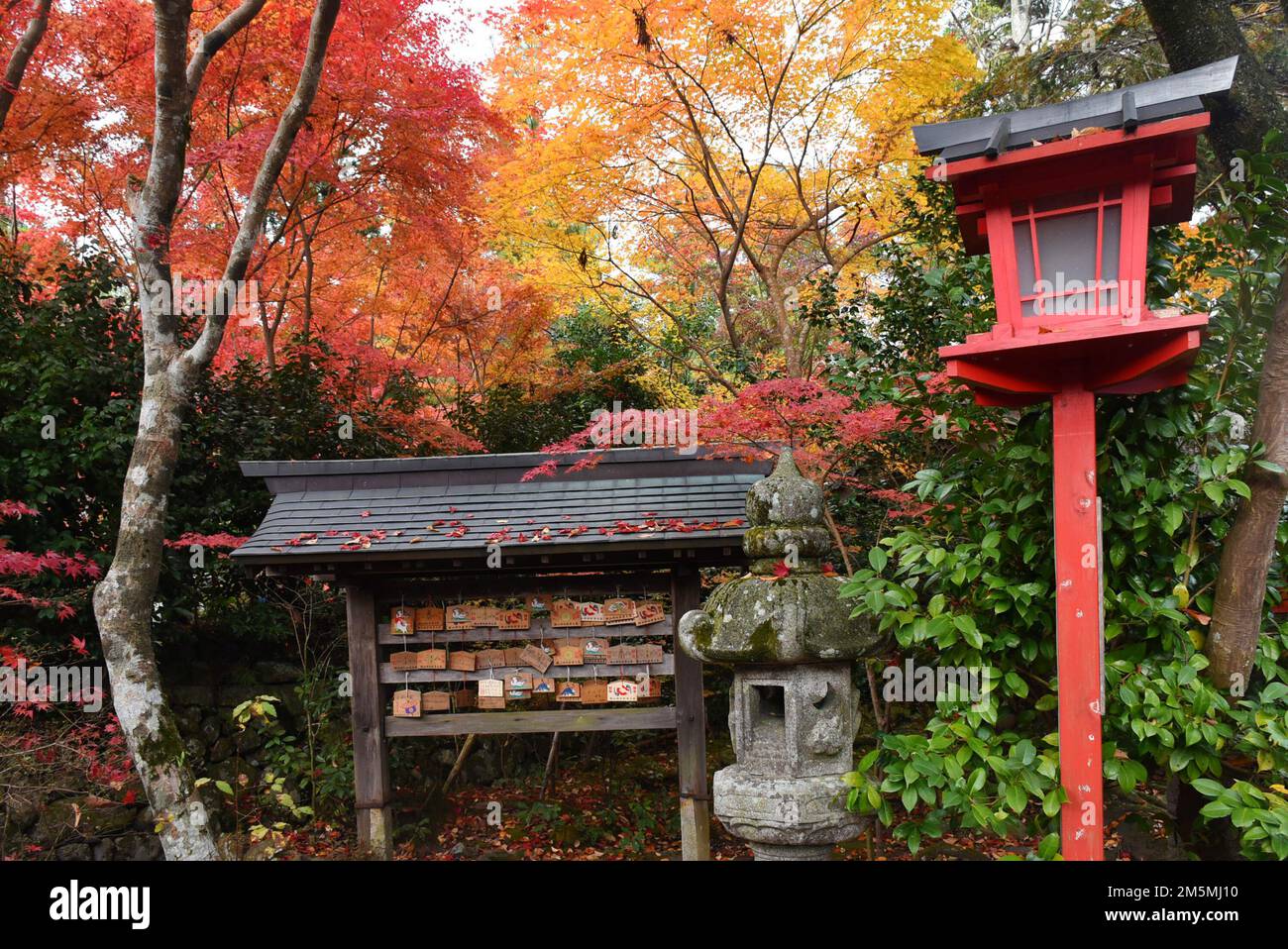 Autumn foliage in Japan - colorful japanese maple leaves during momiji ...