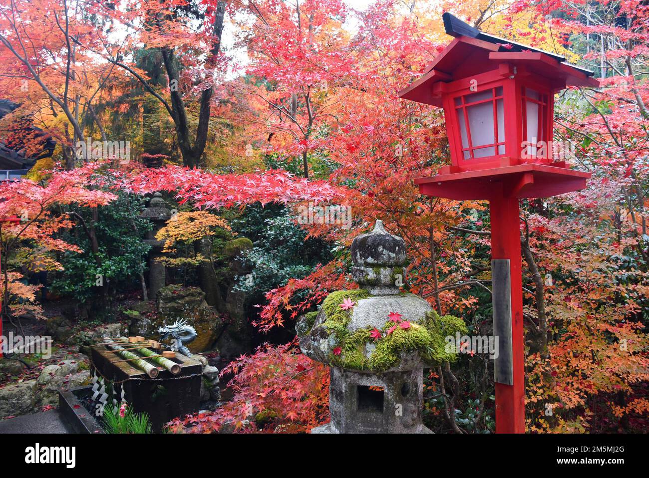 Autumn foliage in Japan - colorful japanese maple leaves during momiji season around Kuwayama shrine in Kyoto, red wooden lantern Stock Photo