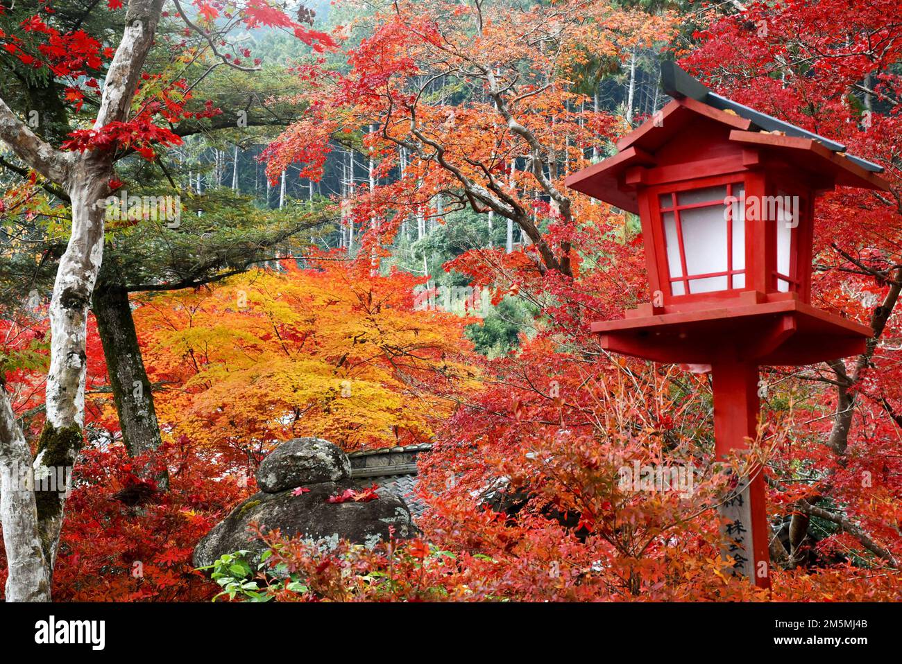 Autumn Foliage In Japan Colorful Japanese Maple Leaves During Momiji Season Around Kuwayama Shrine In Kyoto Red Wooden Lantern Stock Photo Alamy