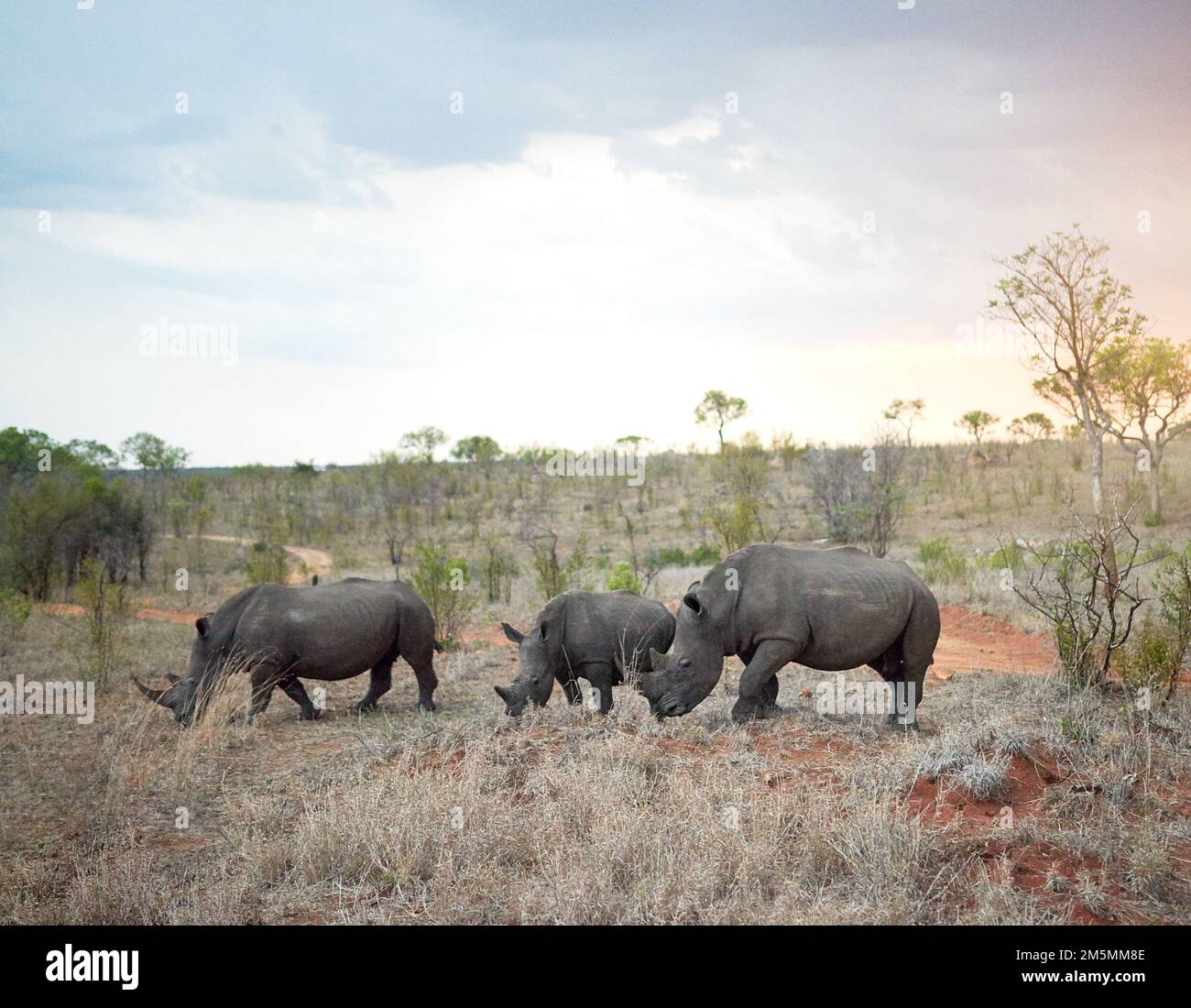 Its a crash of rhinos. rhinos in their natural habitat Stock Photo - Alamy