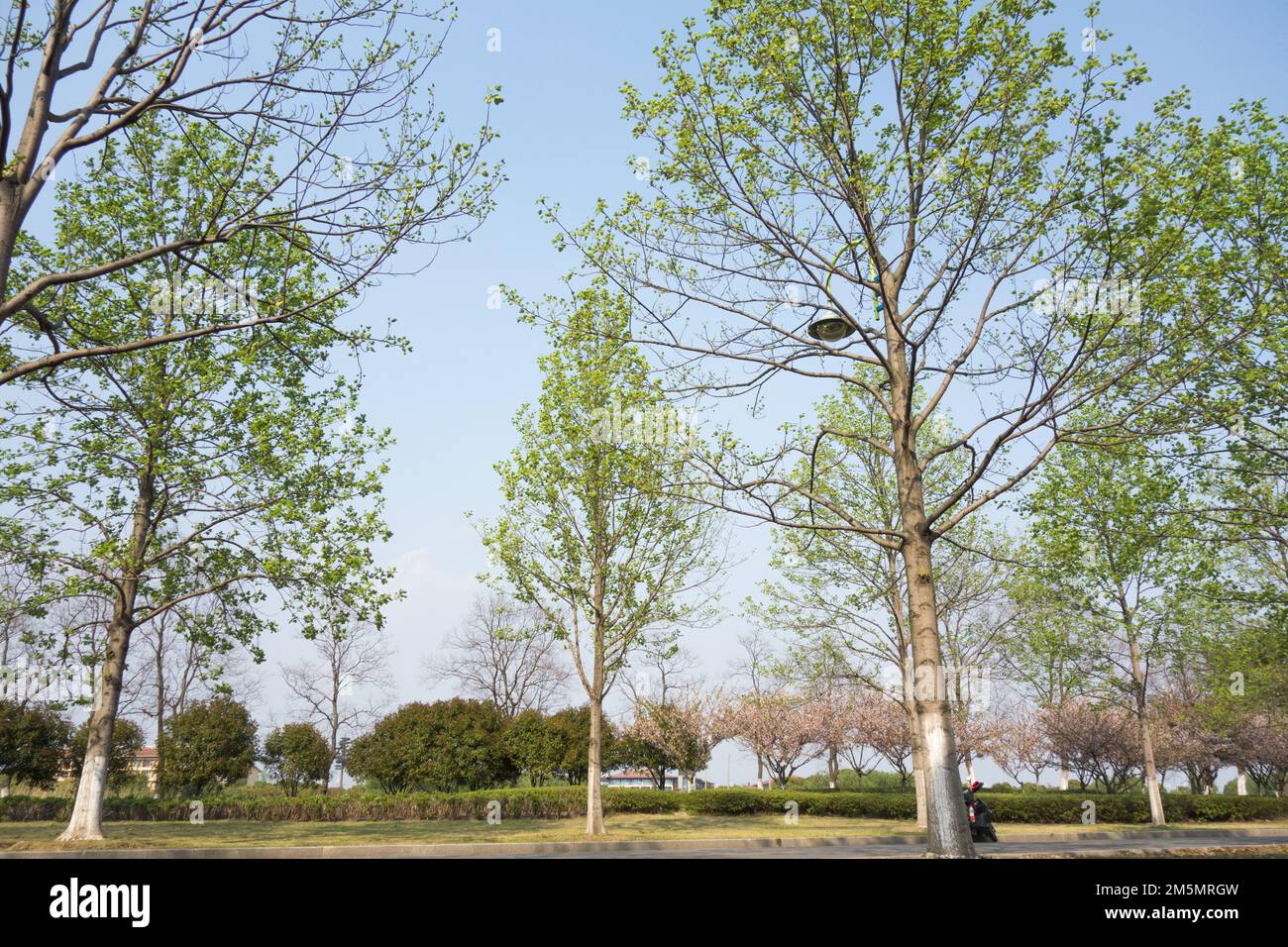 Evergreen tree tiny small hi-res stock photography and images - Alamy