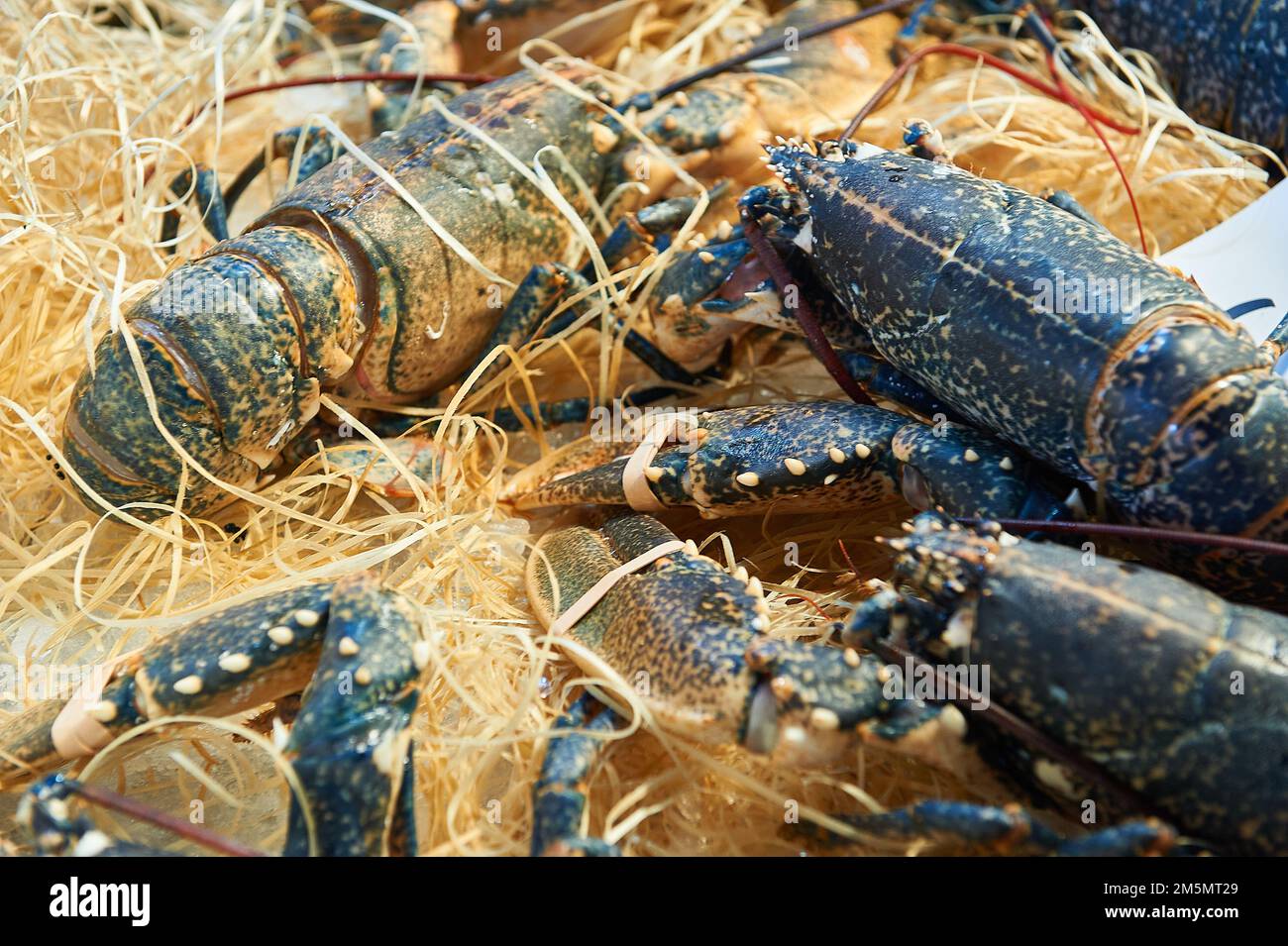 Lobster Homarus Gammarus Is A Marine Decapod Crustacean Which Can Lobster Homarus Gammarus Is A Marine Decapod Crustacean Which Can