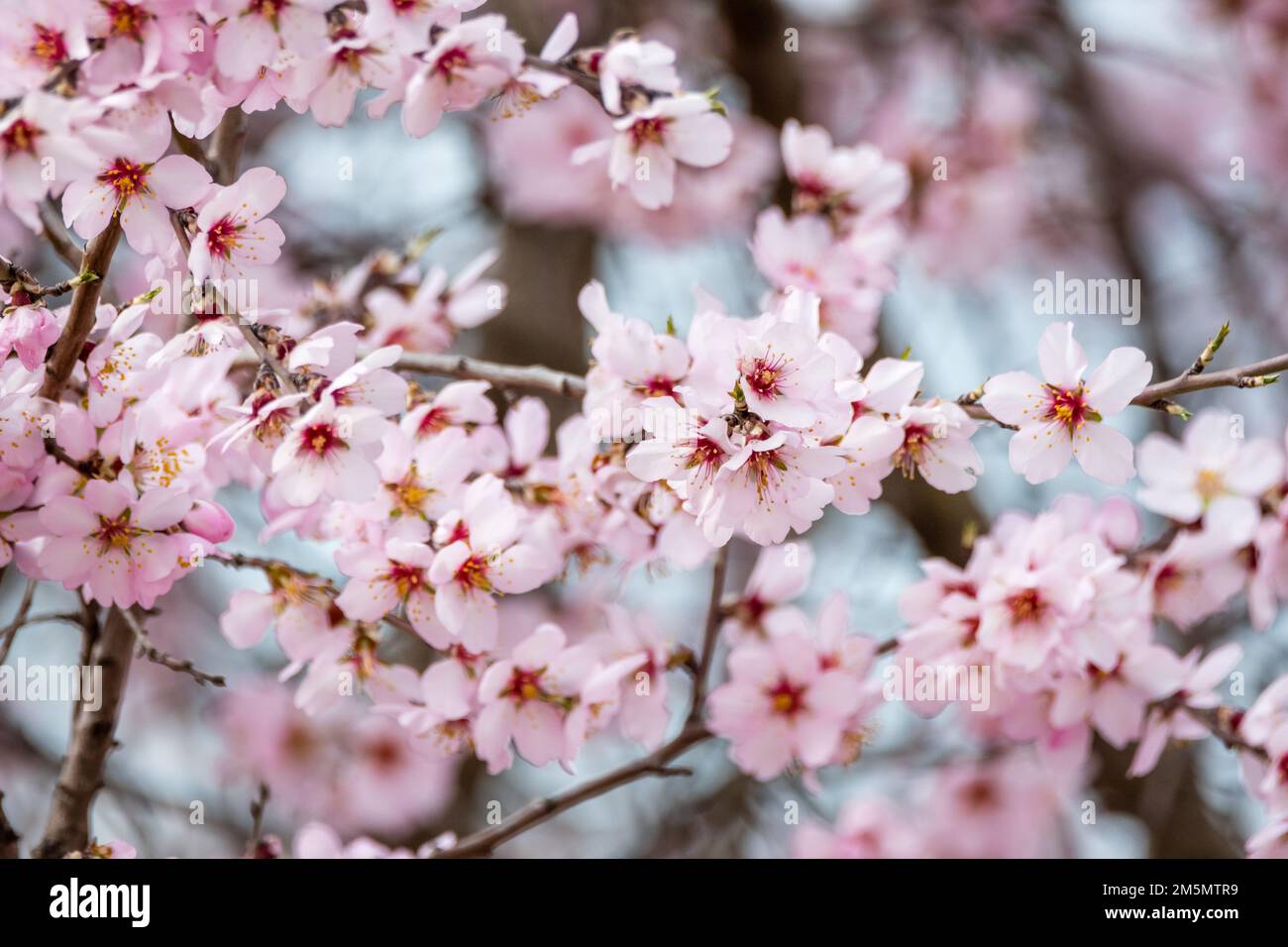 Almond tree, Prunus dulcis, blossom, Catalonia, Spain Stock Photo