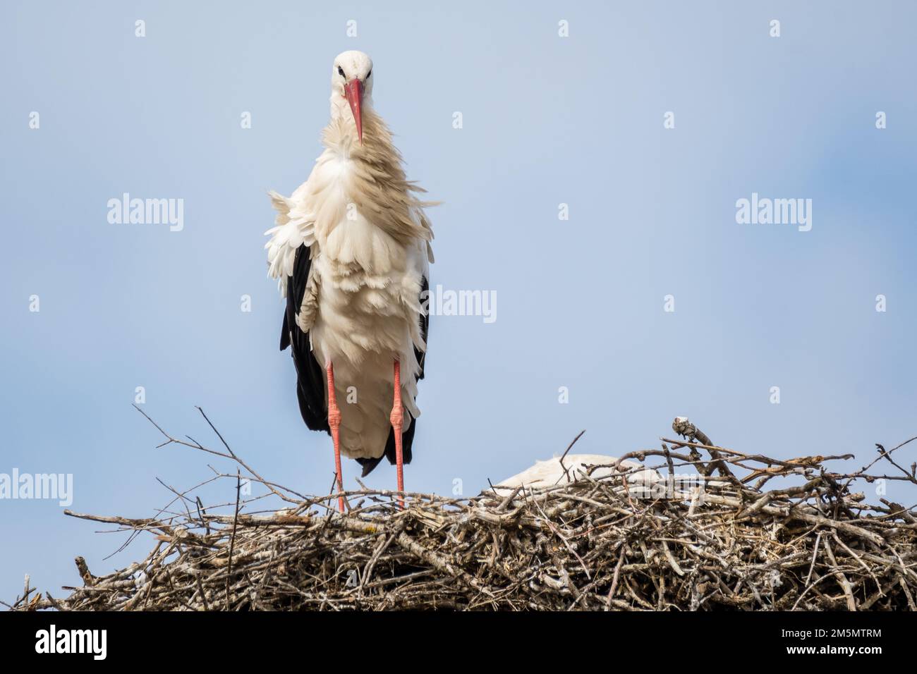 white stork, Ciconia ciconia, on the nest, Ivars d'Urgell, Catalonia, Spain Stock Photo