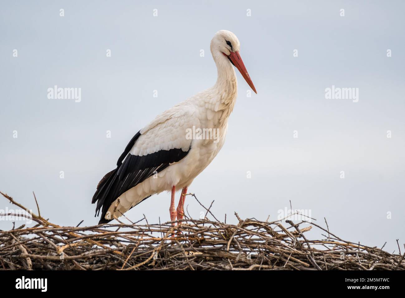 white stork, Ciconia ciconia, on the nest, Ivars d'Urgell, Catalonia, Spain Stock Photo