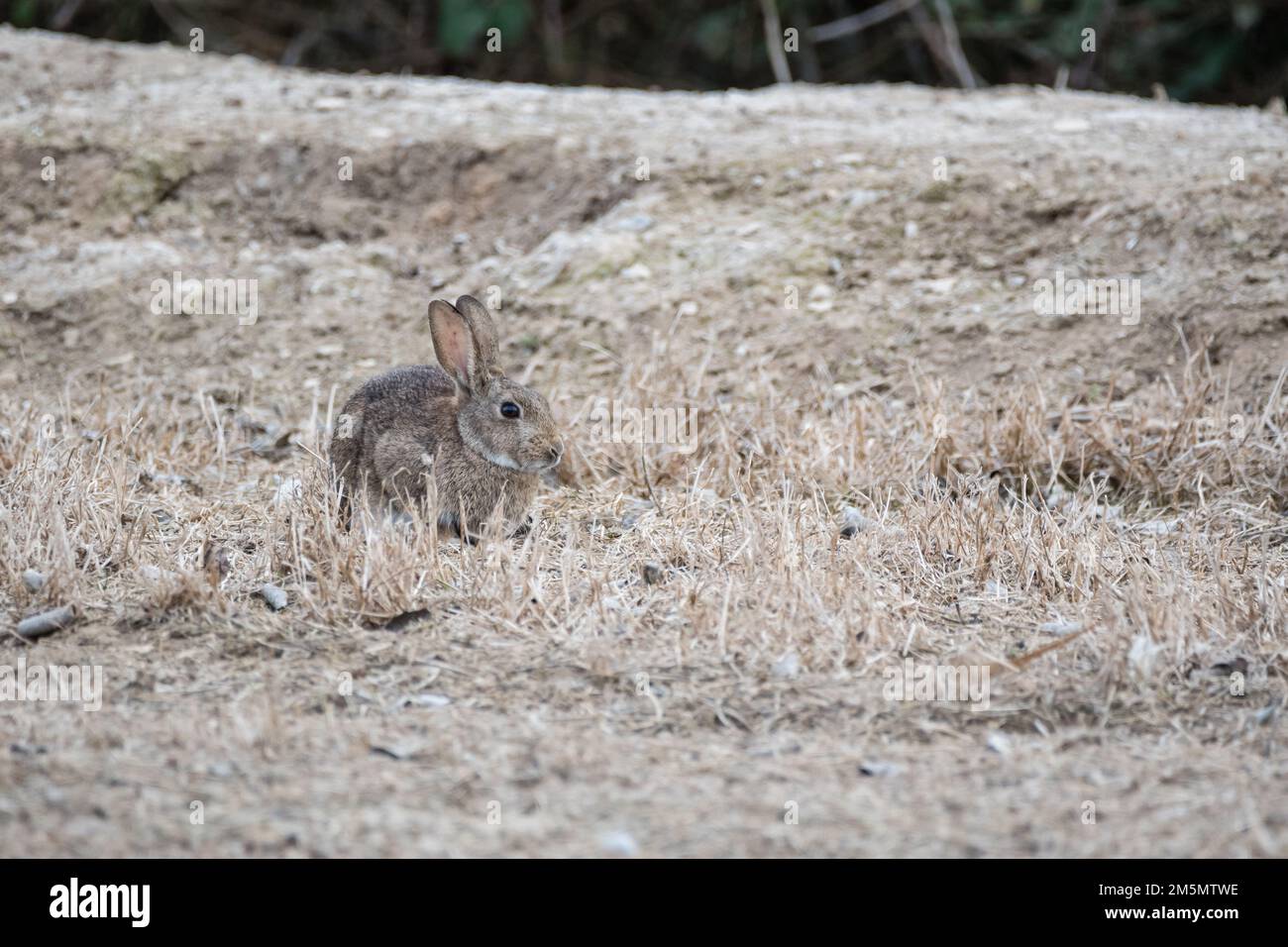 European rabbit, Oryctolagus cuniculus, on the ground, Ivars d'Urgell, Catalonia, Spain Stock Photo