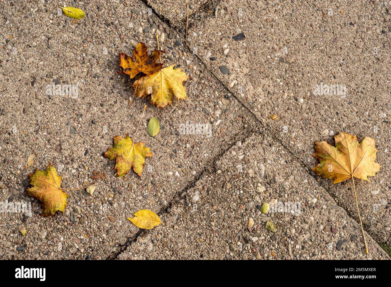 A top view of yellow autumn leaves fallen on the ground Stock Photo - Alamy