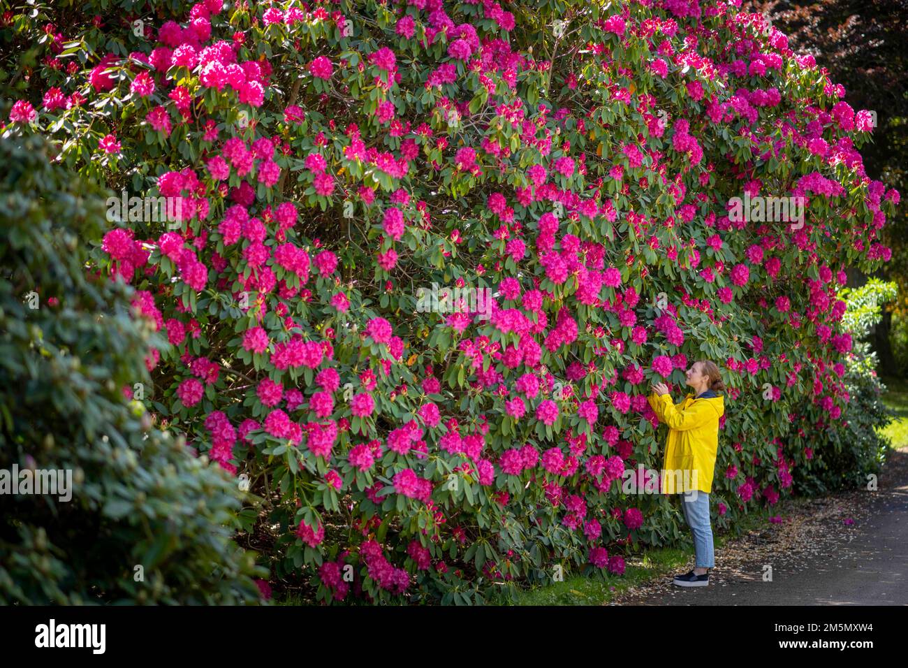 19th May 2022. Abbotsford, the Home of Sir Walter Scott, near Melrose in the Scottish Borders.  UK Scotland weather.  The gardens at Abbotsford in the Stock Photo