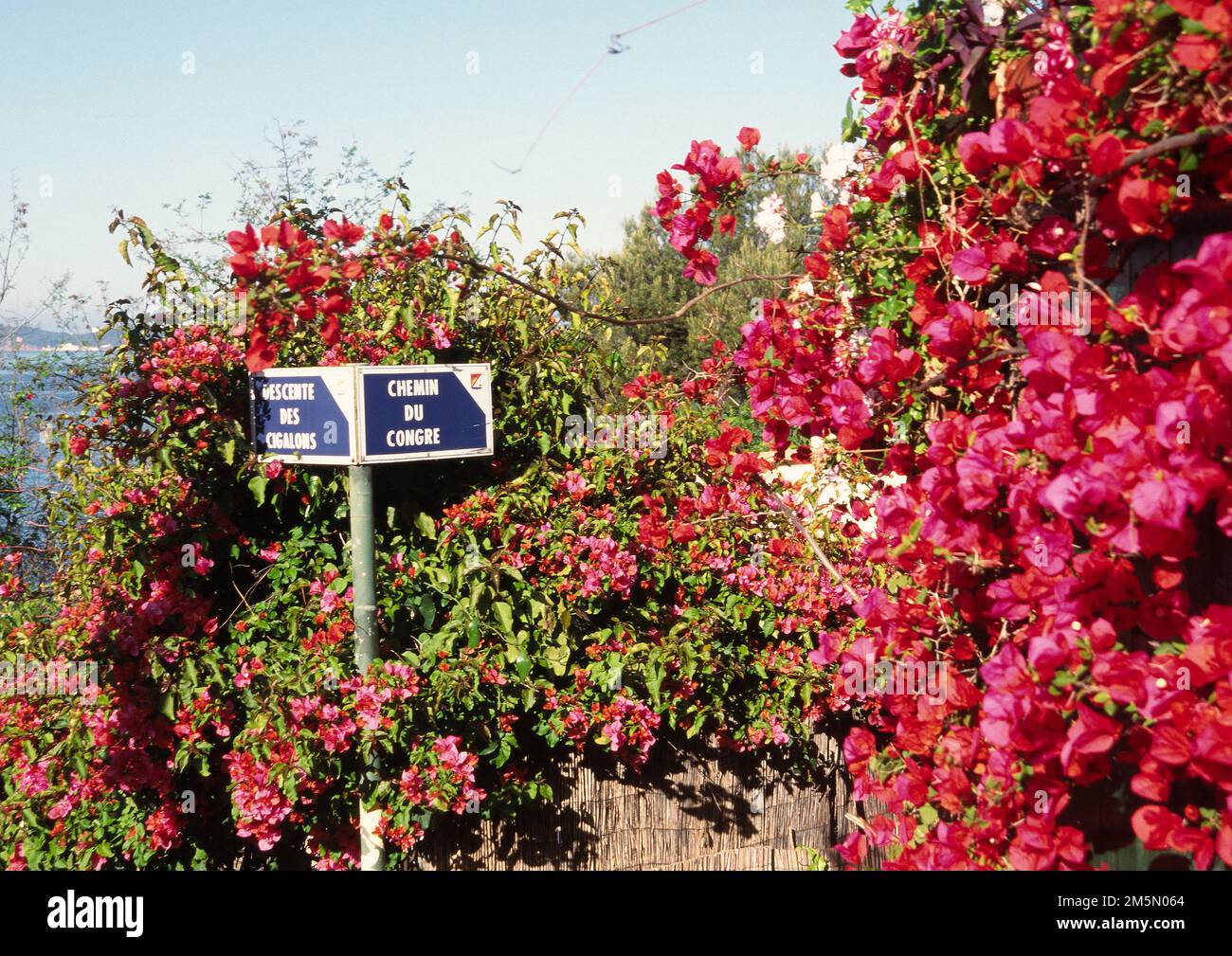 Local fish names on this street sign Stock Photo - Alamy