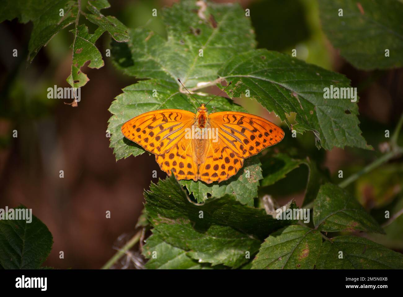 Butterfly, known as La pafia or Spanish Tobacco or Fritillaria Argynnis  paphia Linnaeus is a butterfly belonging to the Nymphalidae family Stock  Photo