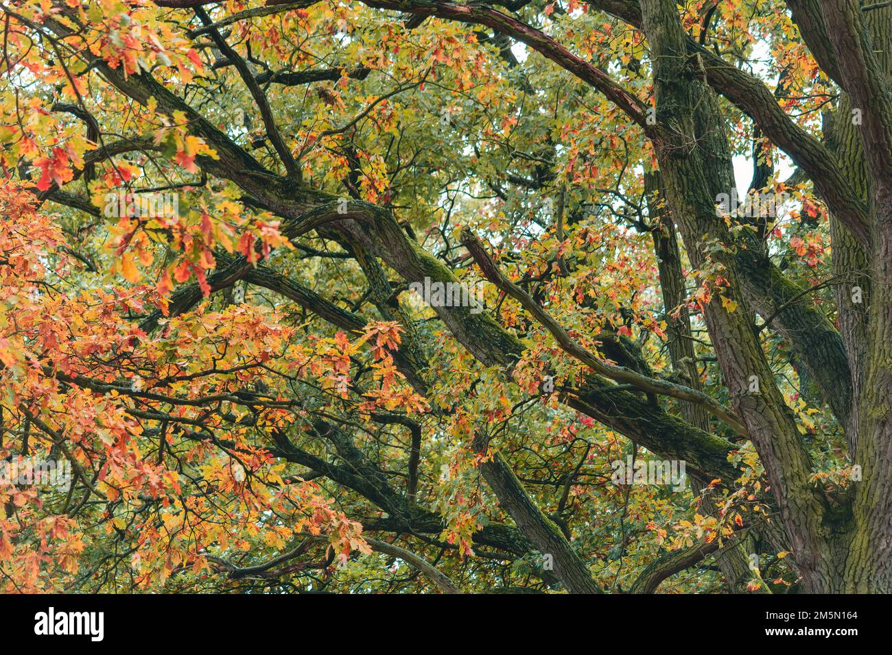 Colorful autumn leaf foliage branch. Fall season nature background ...