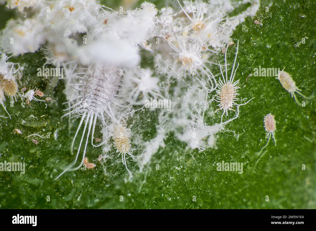 Mealybug, planococcus citrus, dangerous pest on orchid. Macro photo of tropical damaging insect Stock Photo