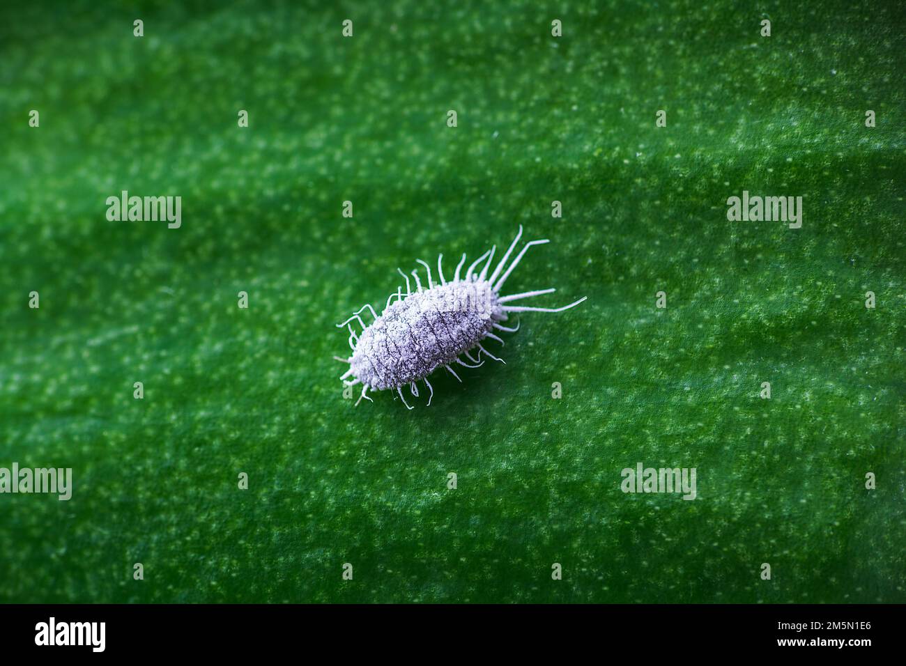 Mealybug, planococcus citrus, dangerous pest on orchid leaf. Macro photo of tropical damaging insect Stock Photo