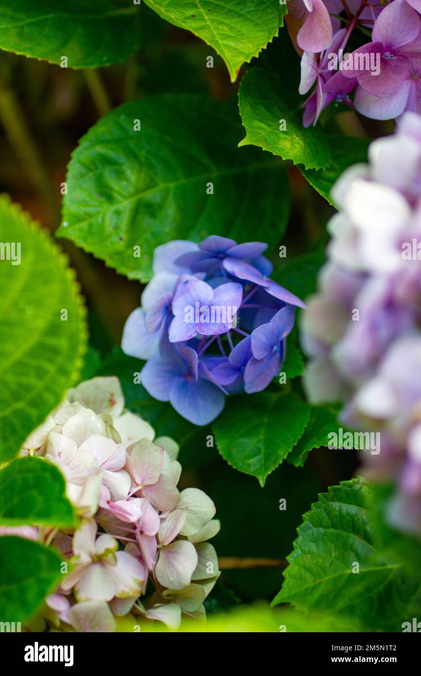 Blue flower deep in bush behind other flowers Stock Photo