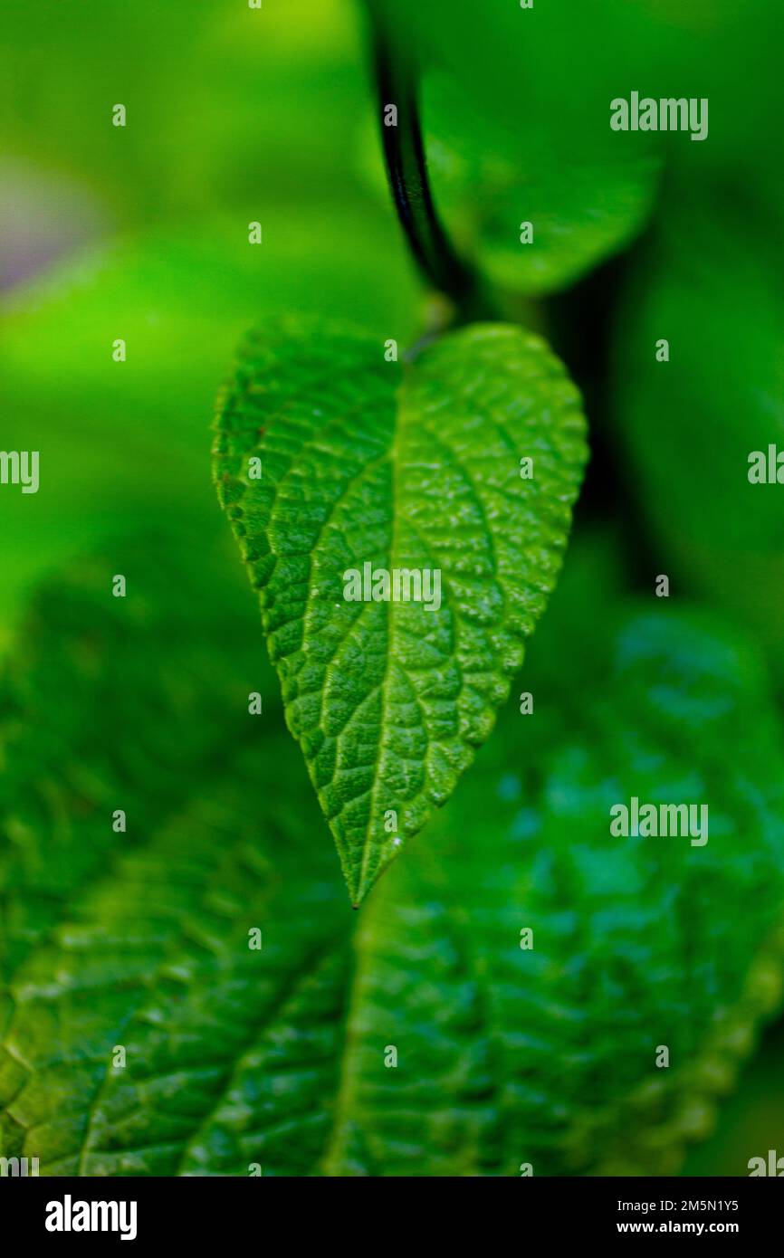 Macro shot of green leave on stem Stock Photo