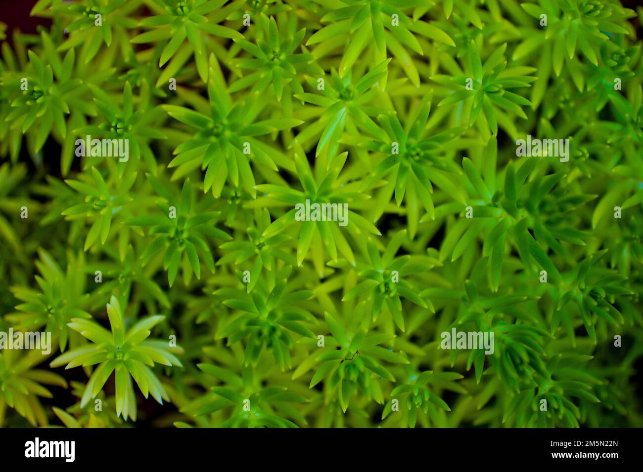 Succulent plant bush close up Stock Photo