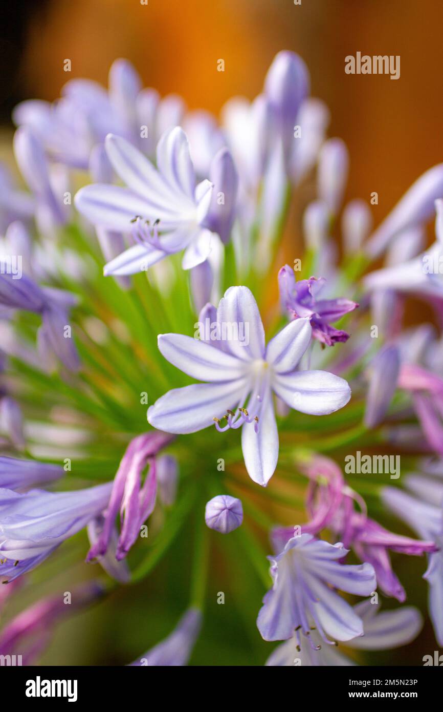 Purple and white flower bush close up Stock Photo
