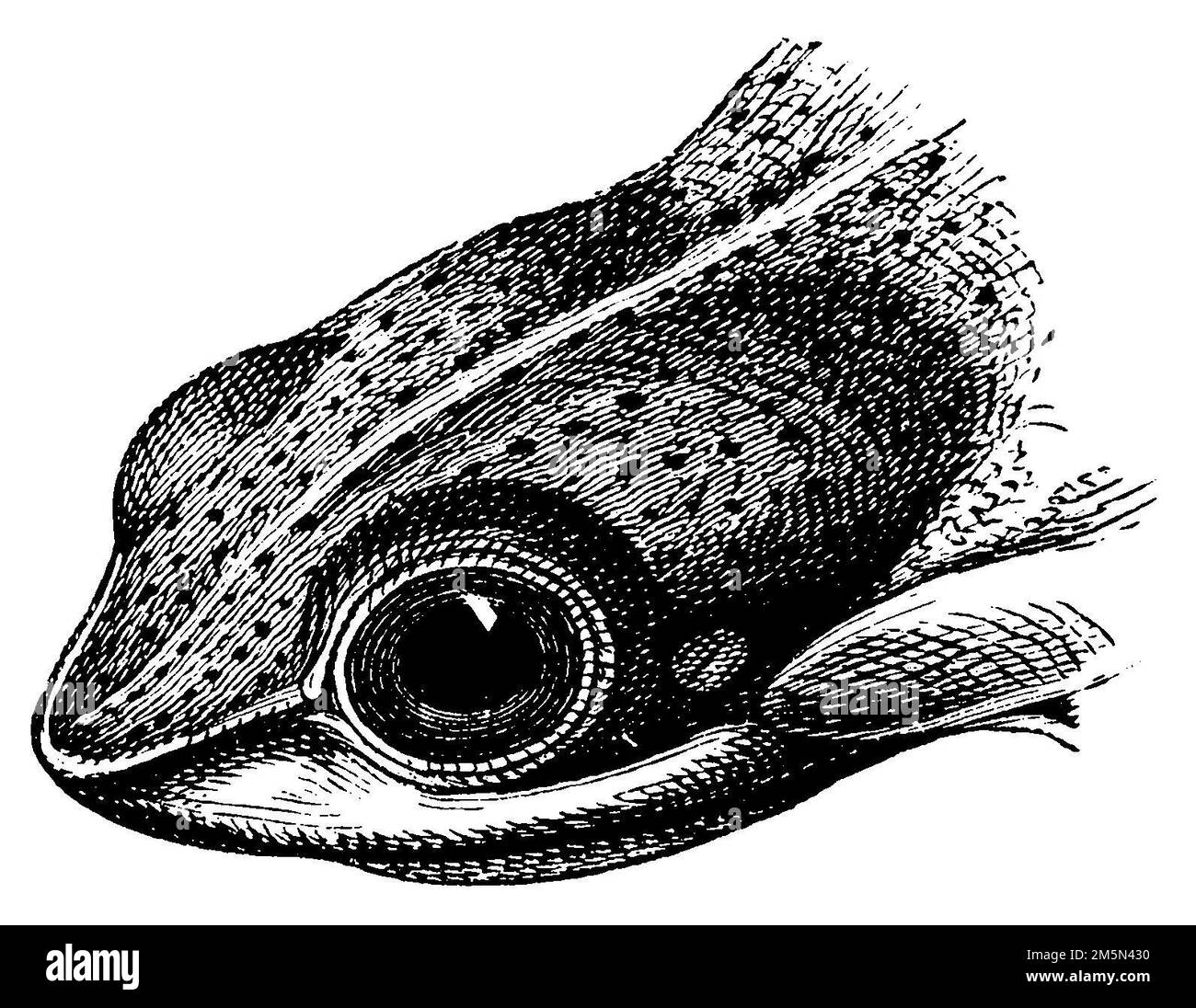 Black-webbed Treefrog, Rhacophorus reinwardtii,  (evolution history book, 1893), Java-Flugfrosch, Rhacophorus reinwardtii Stock Photo
