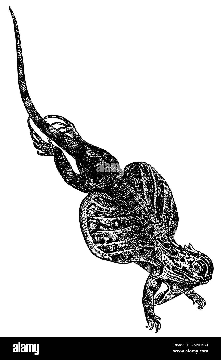 Common flying dragon; Flying dragon, Draco volans, Gustav Mützel (evolution history book, 1893), Gemeiner Flugdrache; Flugdrache, Dragon volant Stock Photo