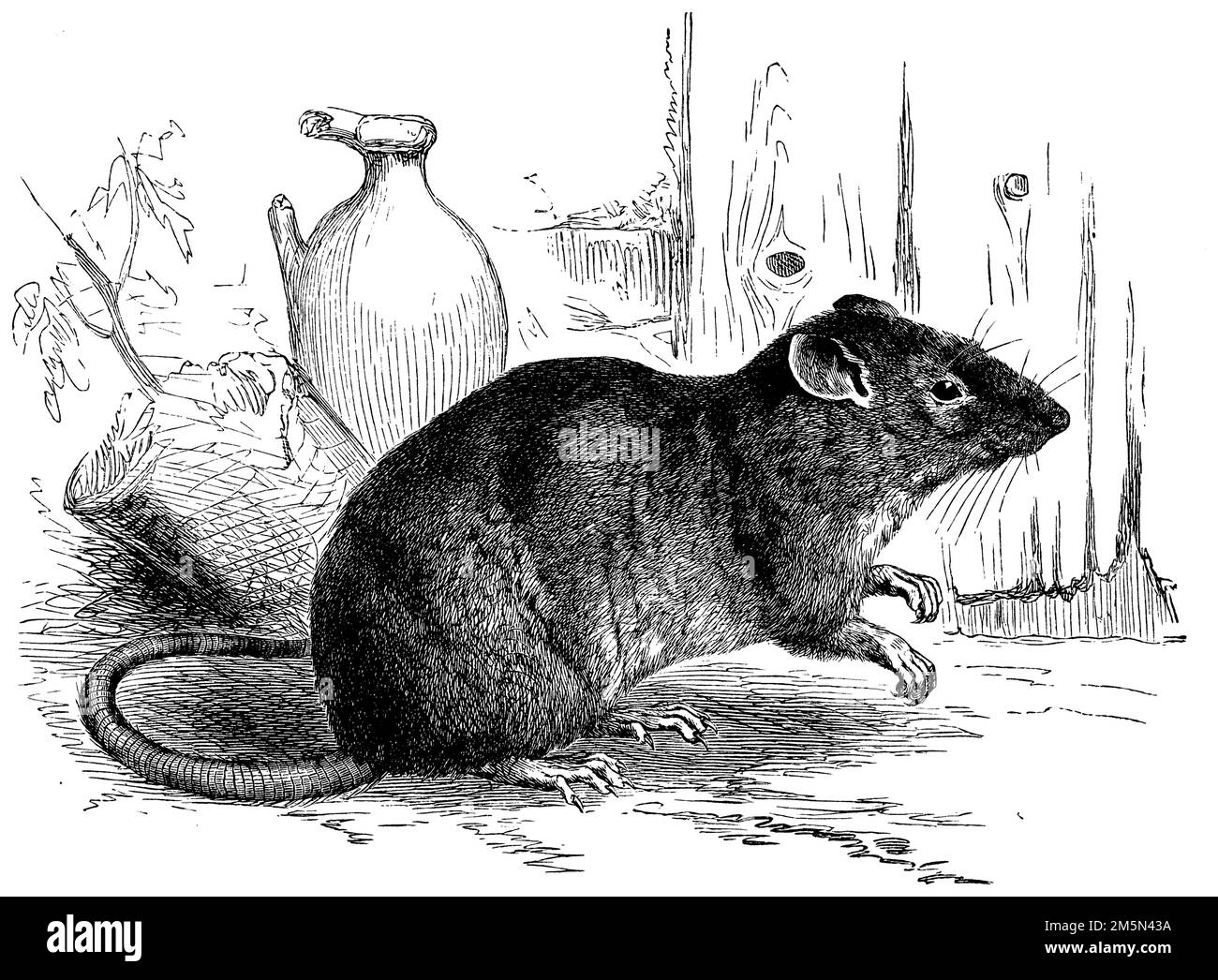 brown rat, Rattus norvegicus,  (evolution history book, 1893), Wanderratte, rat brun Stock Photo