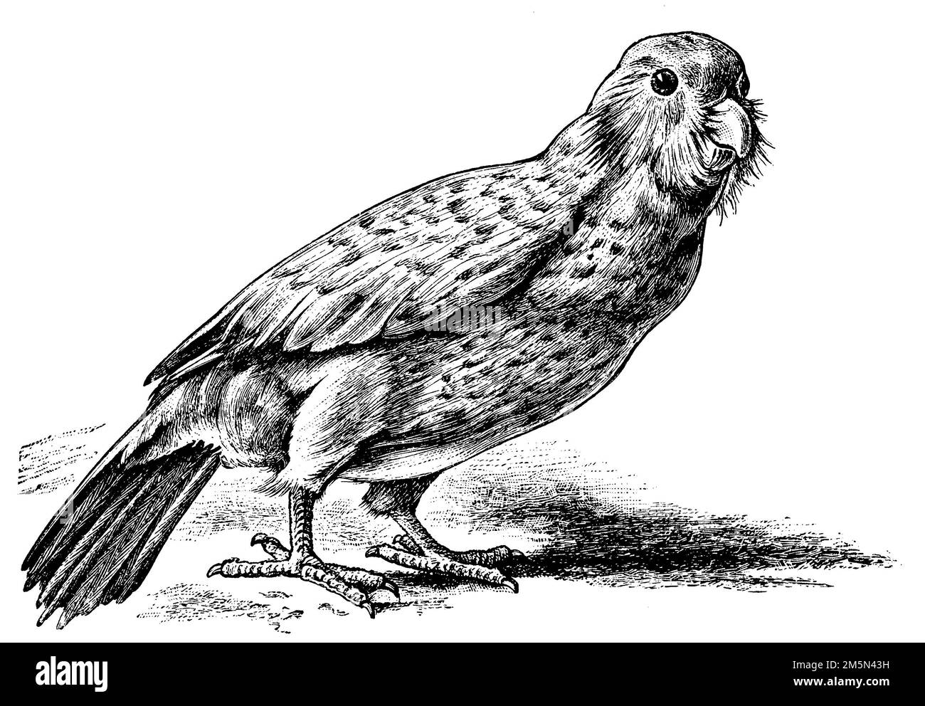 Kakapo, Strigops habroptila,  (evolution history book, 1893), Kakapo, Stock Photo