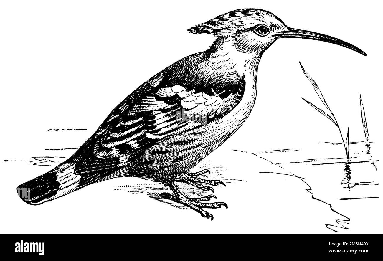 Eurasian hoopoe, Upupa epops, Mützel, G. (evolution history book, 1893), Wiedehopf, Huppe fasciée Stock Photo