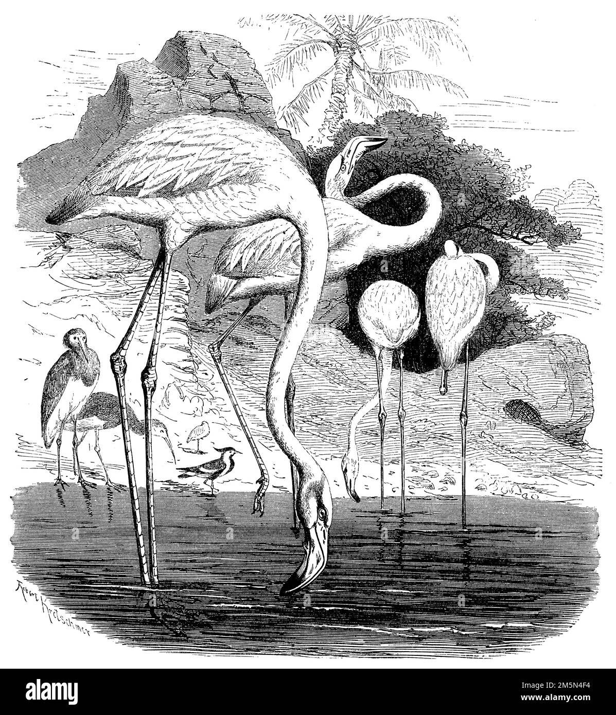 greater flamingo, Phoenicopterus roseus,  (zoology book, 1870), Rosaflamingo, Flamant rose Stock Photo