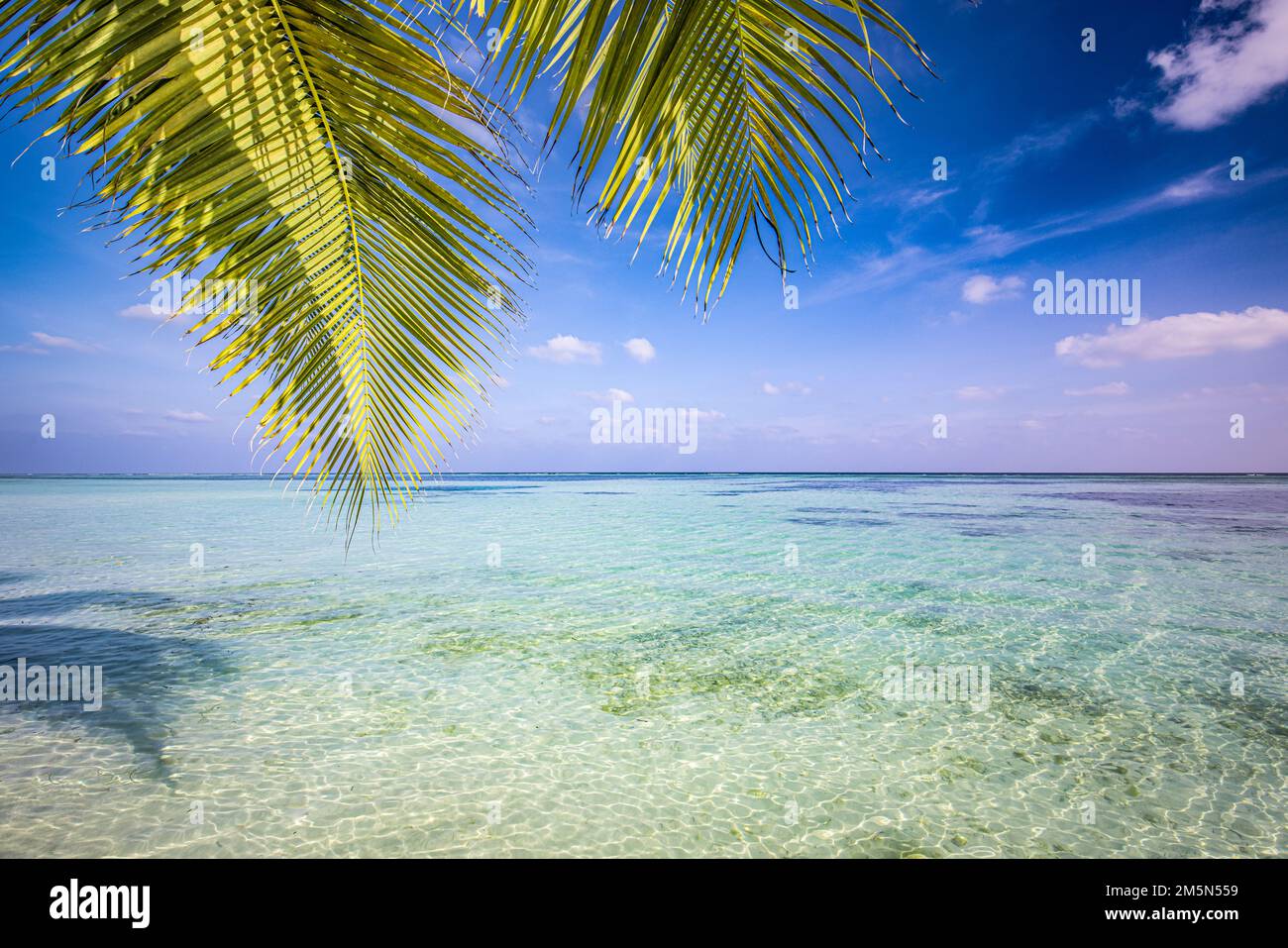 Beach palm tree leaves shadows on sunny sandy beach and turquoise ocean bay. Amazing summer nature landscape. Stunning beach coast scenery, relaxing Stock Photo